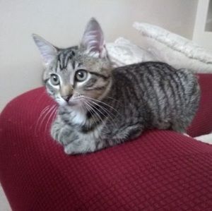 Meet your Posher, Tomoe